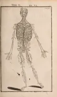 An illustration from Adriani Spigelii Bruxellensis (1645)