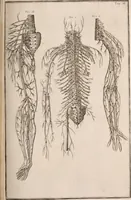 An illustration from Adriani Spigelii Bruxellensis (1645)