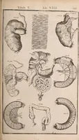 Picture 200 of 293 from Adriani Spigelii Bruxellensis (1645), leaf 486