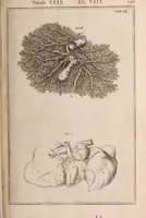 Picture 203 of 293 from Adriani Spigelii Bruxellensis (1645), leaf 492
