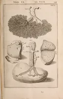 Picture 204 of 293 from Adriani Spigelii Bruxellensis (1645), leaf 494