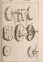Picture 205 of 293 from Adriani Spigelii Bruxellensis (1645), leaf 496