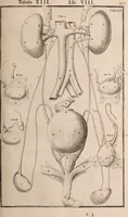 Picture 208 of 293 from Adriani Spigelii Bruxellensis (1645), leaf 502