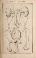 Picture 209 of 293 from Adriani Spigelii Bruxellensis (1645), leaf 504