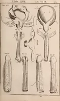 An illustration from Adriani Spigelii Bruxellensis (1645)