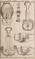 Picture 212 of 293 from Adriani Spigelii Bruxellensis (1645), leaf 510