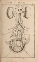Picture 215 of 293 from Adriani Spigelii Bruxellensis (1645), leaf 516