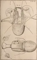 Picture 216 of 293 from Adriani Spigelii Bruxellensis (1645), leaf 518