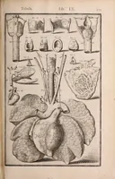 Picture 217 of 293 from Adriani Spigelii Bruxellensis (1645), leaf 520