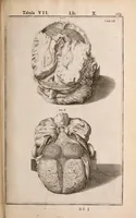 Picture 224 of 293 from Adriani Spigelii Bruxellensis (1645), leaf 534