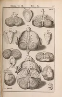 Picture 225 of 293 from Adriani Spigelii Bruxellensis (1645), leaf 536
