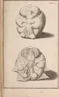 Picture 226 of 293 from Adriani Spigelii Bruxellensis (1645), leaf 538