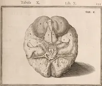 An illustration from Adriani Spigelii Bruxellensis (1645)