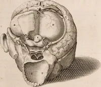 An illustration from Adriani Spigelii Bruxellensis (1645)