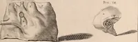 Picture 232 of 293 from Adriani Spigelii Bruxellensis (1645), leaf 544