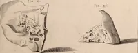 An illustration from Adriani Spigelii Bruxellensis (1645)