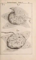 Picture 254 of 293 from Adriani Spigelii Bruxellensis (1645), leaf 588