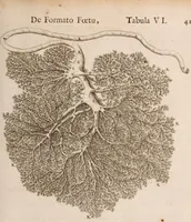 Picture 255 of 293 from Adriani Spigelii Bruxellensis (1645), leaf 590