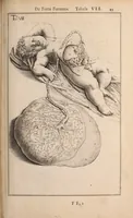 Picture 256 of 293 from Adriani Spigelii Bruxellensis (1645), leaf 592