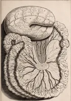 Picture 263 of 293 from Adriani Spigelii Bruxellensis (1645), leaf 640