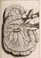 An illustration from Adriani Spigelii Bruxellensis (1645)