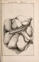 Picture 266 of 293 from Adriani Spigelii Bruxellensis (1645), leaf 646