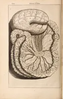 Picture 274 of 293 from Adriani Spigelii Bruxellensis (1645), leaf 691
