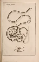 Picture 286 of 293 from Adriani Spigelii Bruxellensis (1645), leaf 800