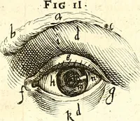 An illustration from Adriani Spigelii ... De humani corporis fabrica libri decem, tabulis XCIIX aeri incisis elegantissimis, nec antehac visis exornati. Serenissimo Ioanni Cornelio Venetiarum duci dicati : opus posthumum : Daniel Bucretius Vratislaviensis Philos. & Medic. D (1632)