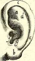 An illustration from Adriani Spigelii ... De humani corporis fabrica libri decem, tabulis XCIIX aeri incisis elegantissimis, nec antehac visis exornati. Serenissimo Ioanni Cornelio Venetiarum duci dicati : opus posthumum : Daniel Bucretius Vratislaviensis Philos. & Medic. D (1632)