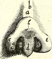 An illustration from Adriani Spigelii ... De humani corporis fabrica libri decem, tabulis XCIIX aeri incisis elegantissimis, nec antehac visis exornati. Serenissimo Ioanni Cornelio Venetiarum duci dicati : opus posthumum : Daniel Bucretius Vratislaviensis Philos. & Medic. D (1632)