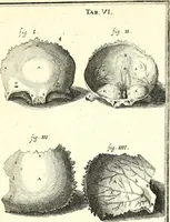An illustration from Adriani Spigelii ... De humani corporis fabrica libri decem, tabulis XCIIX aeri incisis elegantissimis, nec antehac visis exornati. Serenissimo Ioanni Cornelio Venetiarum duci dicati : opus posthumum : Daniel Bucretius Vratislaviensis Philos. & Medic. D (1632)