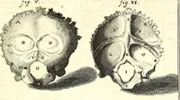 An illustration from Adriani Spigelii ... De humani corporis fabrica libri decem, tabulis XCIIX aeri incisis elegantissimis, nec antehac visis exornati. Serenissimo Ioanni Cornelio Venetiarum duci dicati : opus posthumum : Daniel Bucretius Vratislaviensis Philos. & Medic. D (1632)