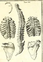 An illustration from Adriani Spigelii ... De humani corporis fabrica libri decem, tabulis XCIIX aeri incisis elegantissimis, nec antehac visis exornati. Serenissimo Ioanni Cornelio Venetiarum duci dicati : opus posthumum : Daniel Bucretius Vratislaviensis Philos. & Medic. D (1632)
