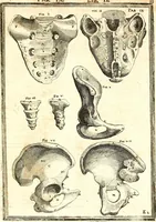 Picture 46 of 141 from Adriani Spigelii ... De humani corporis fabrica libri decem, tabulis XCIIX aeri incisis elegantissimis, nec antehac visis exornati. Serenissimo Ioanni Cornelio Venetiarum duci dicati : opus posthumum : Daniel Bucretius Vratislaviensis Philos. & Medic. D (1632), leaf 464