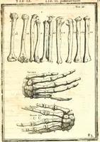 An illustration from Adriani Spigelii ... De humani corporis fabrica libri decem, tabulis XCIIX aeri incisis elegantissimis, nec antehac visis exornati. Serenissimo Ioanni Cornelio Venetiarum duci dicati : opus posthumum : Daniel Bucretius Vratislaviensis Philos. & Medic. D (1632)