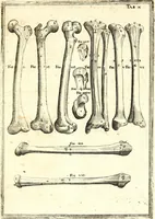Picture 48 of 141 from Adriani Spigelii ... De humani corporis fabrica libri decem, tabulis XCIIX aeri incisis elegantissimis, nec antehac visis exornati. Serenissimo Ioanni Cornelio Venetiarum duci dicati : opus posthumum : Daniel Bucretius Vratislaviensis Philos. & Medic. D (1632), leaf 468