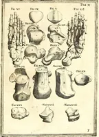 An illustration from Adriani Spigelii ... De humani corporis fabrica libri decem, tabulis XCIIX aeri incisis elegantissimis, nec antehac visis exornati. Serenissimo Ioanni Cornelio Venetiarum duci dicati : opus posthumum : Daniel Bucretius Vratislaviensis Philos. & Medic. D (1632)