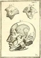 An illustration from Adriani Spigelii ... De humani corporis fabrica libri decem, tabulis XCIIX aeri incisis elegantissimis, nec antehac visis exornati. Serenissimo Ioanni Cornelio Venetiarum duci dicati : opus posthumum : Daniel Bucretius Vratislaviensis Philos. & Medic. D (1632)