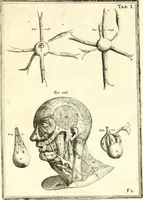 Picture 51 of 141 from Adriani Spigelii ... De humani corporis fabrica libri decem, tabulis XCIIX aeri incisis elegantissimis, nec antehac visis exornati. Serenissimo Ioanni Cornelio Venetiarum duci dicati : opus posthumum : Daniel Bucretius Vratislaviensis Philos. & Medic. D (1632), leaf 474