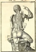 Picture 54 of 141 from Adriani Spigelii ... De humani corporis fabrica libri decem, tabulis XCIIX aeri incisis elegantissimis, nec antehac visis exornati. Serenissimo Ioanni Cornelio Venetiarum duci dicati : opus posthumum : Daniel Bucretius Vratislaviensis Philos. & Medic. D (1632), leaf 480