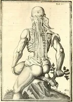 Picture 55 of 141 from Adriani Spigelii ... De humani corporis fabrica libri decem, tabulis XCIIX aeri incisis elegantissimis, nec antehac visis exornati. Serenissimo Ioanni Cornelio Venetiarum duci dicati : opus posthumum : Daniel Bucretius Vratislaviensis Philos. & Medic. D (1632), leaf 482