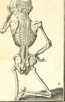 An illustration from Adriani Spigelii ... De humani corporis fabrica libri decem, tabulis XCIIX aeri incisis elegantissimis, nec antehac visis exornati. Serenissimo Ioanni Cornelio Venetiarum duci dicati : opus posthumum : Daniel Bucretius Vratislaviensis Philos. & Medic. D (1632)