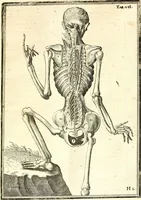An illustration from Adriani Spigelii ... De humani corporis fabrica libri decem, tabulis XCIIX aeri incisis elegantissimis, nec antehac visis exornati. Serenissimo Ioanni Cornelio Venetiarum duci dicati : opus posthumum : Daniel Bucretius Vratislaviensis Philos. & Medic. D (1632)