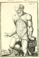 Picture 61 of 141 from Adriani Spigelii ... De humani corporis fabrica libri decem, tabulis XCIIX aeri incisis elegantissimis, nec antehac visis exornati. Serenissimo Ioanni Cornelio Venetiarum duci dicati : opus posthumum : Daniel Bucretius Vratislaviensis Philos. & Medic. D (1632), leaf 494