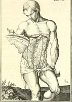 Picture 62 of 141 from Adriani Spigelii ... De humani corporis fabrica libri decem, tabulis XCIIX aeri incisis elegantissimis, nec antehac visis exornati. Serenissimo Ioanni Cornelio Venetiarum duci dicati : opus posthumum : Daniel Bucretius Vratislaviensis Philos. & Medic. D (1632), leaf 496