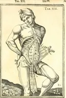 Picture 63 of 141 from Adriani Spigelii ... De humani corporis fabrica libri decem, tabulis XCIIX aeri incisis elegantissimis, nec antehac visis exornati. Serenissimo Ioanni Cornelio Venetiarum duci dicati : opus posthumum : Daniel Bucretius Vratislaviensis Philos. & Medic. D (1632), leaf 498