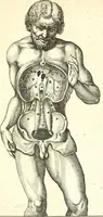 An illustration from Adriani Spigelii ... De humani corporis fabrica libri decem, tabulis XCIIX aeri incisis elegantissimis, nec antehac visis exornati. Serenissimo Ioanni Cornelio Venetiarum duci dicati : opus posthumum : Daniel Bucretius Vratislaviensis Philos. & Medic. D (1632)