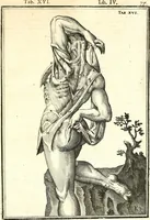 An illustration from Adriani Spigelii ... De humani corporis fabrica libri decem, tabulis XCIIX aeri incisis elegantissimis, nec antehac visis exornati. Serenissimo Ioanni Cornelio Venetiarum duci dicati : opus posthumum : Daniel Bucretius Vratislaviensis Philos. & Medic. D (1632)