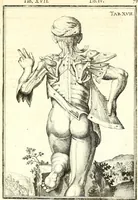 Picture 68 of 141 from Adriani Spigelii ... De humani corporis fabrica libri decem, tabulis XCIIX aeri incisis elegantissimis, nec antehac visis exornati. Serenissimo Ioanni Cornelio Venetiarum duci dicati : opus posthumum : Daniel Bucretius Vratislaviensis Philos. & Medic. D (1632), leaf 508
